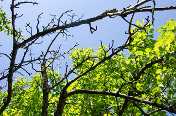 Fototapeta premium Apricot green foliage against a blue sky, closeup in a park in spring