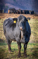 Black Angus cow in the meadow. Black Angus Cattle close up.