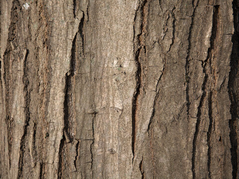 Carpinus betulus, the European or common hornbeam tree trunk. Hornbeam bark. Texture. Background.