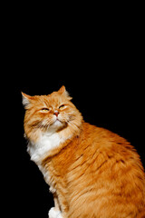 Smiling ginger cat isolated on black. Emotions of animals