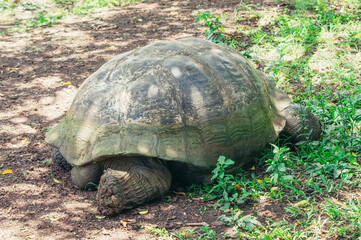 Obraz premium a turtle on the ground