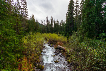 Fototapeta na wymiar River running through dense forest in Mount Baker Snoqualmie National Forest, Washington