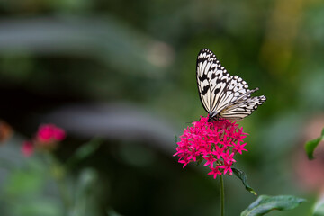 Rice paper butterfly pollinating a pink flower