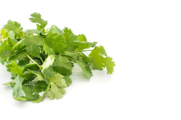 fresh coriander leaves on white