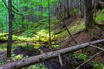 Retallack Cedars Trail Old Growth Forest