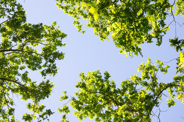 Green oak branches against the sky and sunlight in the summer