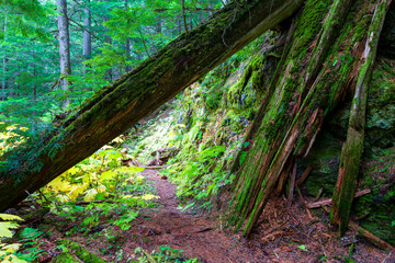 Retallack Cedars Trail Old Growth Forest