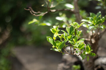 Obraz premium Bonsai Plants with Blur or Bokeh Effect Photos.
