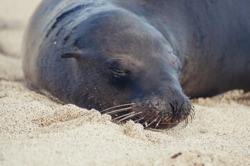 a seal lying on the sand