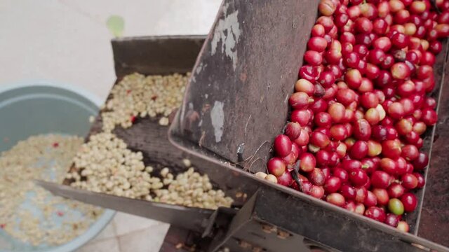 Processing picked coffee cherries by removing outer skin of cherries mechanically with special pulping machine