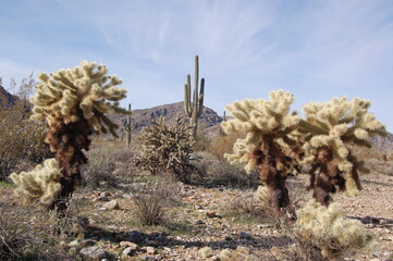 Arizona,kaktus