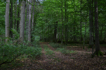 Obraz premium Dramatic shot of beautiful forest with lush vegetation. Environment concept.