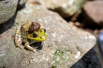 A frog rules over his pond, with an acorn crown on his head.