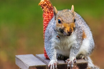 Curious squirrel sitting at feeder