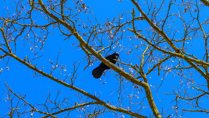 Bare tree branches and a large group of birds, flying against blue sky. Flying bird silhouettes. Space for text.
