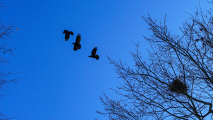 Bare tree branches and a large group of birds, flying against blue sky. Flying bird silhouettes. Space for text.