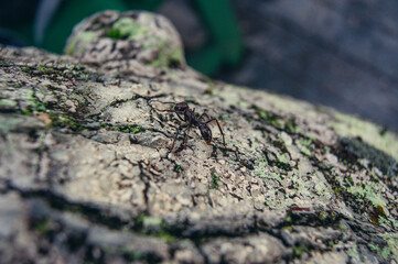 a spider on a rock