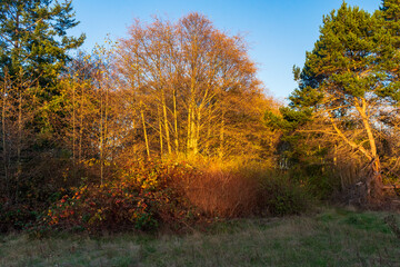 Fall colored leaves during in golden light at Washington Park