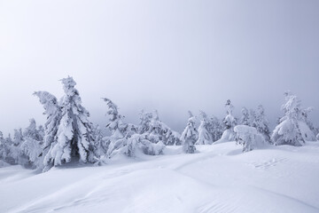 Fototapeta premium Foggy forests. Winter landscape. Pine trees in the snowdrifts. Lawn covered in snow. Snowy background. Location place the Carpathian, Ukraine, Europe.