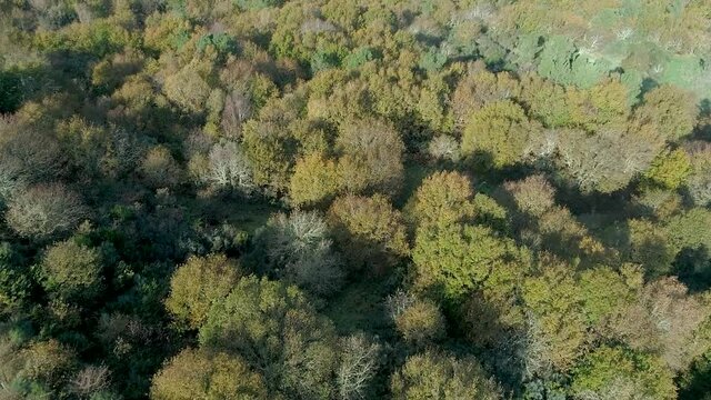 Autumn landscape of a road through a bose of pines and oaks.