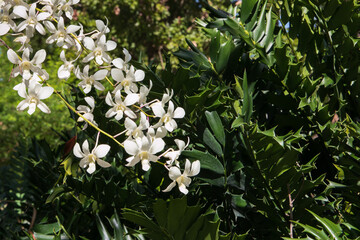 white orchid flowers against a green background