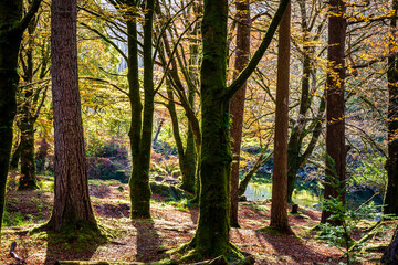 Wooded Riverbank Glencoe Scottish Highlands