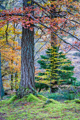 Autumn Woodland Glencoe Scottish Highlands