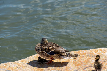 A duckling looks for his sibling, and spots him sitting under their mother, who is cleaning her feather.