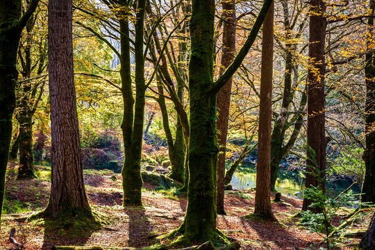 Wooded Riverbank Glencoe Scottish Highlands © Ossie