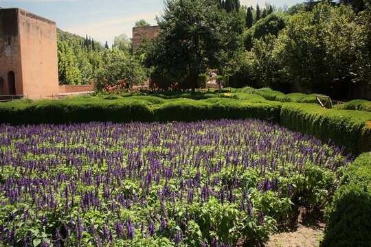 jard&iacute;n morado con un sol resplandeciente