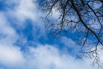 Bare Tree Branches Against a Blue Sky