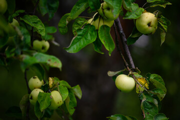 Green morning apple on the tree.