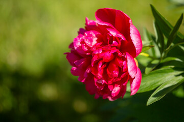 Large and bright bloom of a red peony with some leaves on solid green background with space for text or greeting