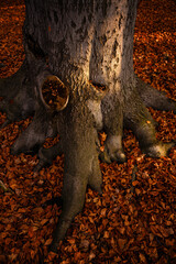 Collected acorns in the cavity of a cut oak branch.