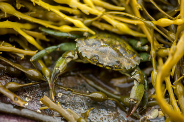 Small crab trying to hide in the seaweeds during the time of low tide at Norwegian coast