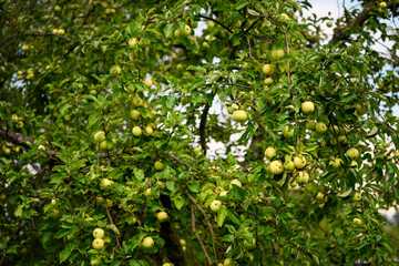Green morning apple on the tree.