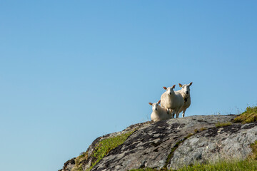 Group of three cute and curious white sheep on the edge of a rock on a sunny summer day in Norwegian nature