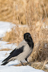Beautiful hooded crow (Corvus cornix) standing on melting snow in springtime in Estonian nature