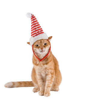 Ginger cat looks into the camera. Pictures of cats, cat eyes, cute cats. Russian cat and Christmas background. Cat in a santa hat. Isolate. Banner. copyspace.