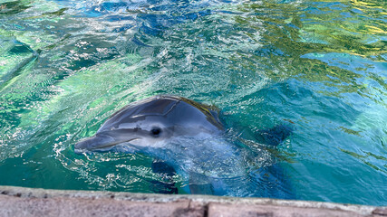  Dolphin swimming in Blue Water