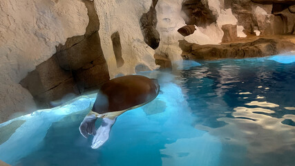 A walrus sleeping in his aquarium enclosure