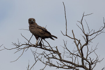 Einfarb-Schlangenadler / Brown snake-eagle / Circaetus cinereus
