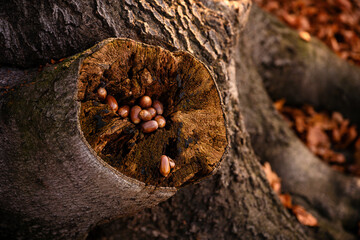 Collected acorns in the cavity of a cut oak branch.