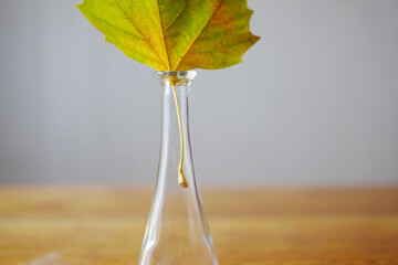 Ahornblatt in Vase