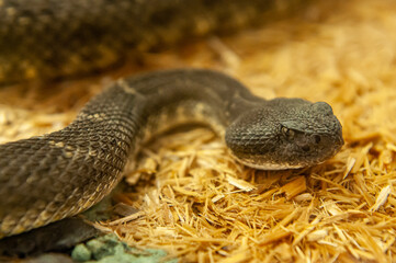 close up of rattlesnake