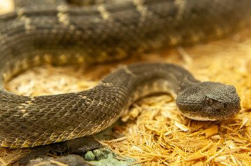 close up of rattlesnake