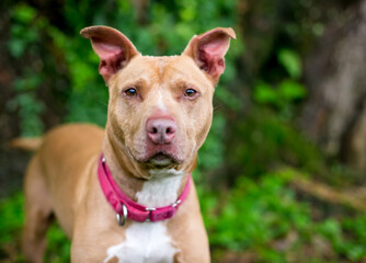 A red and white Pit Bull Terrier mixed breed dog wearing a red collar outdoors