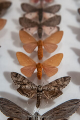 butterfly specimen display