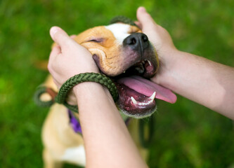 A person petting a happy Pit Bull Terrier mixed breed dog with its eyes closed and a happy...