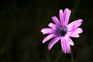 Anemone fior di stella